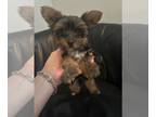 Morkie PUPPY FOR SALE ADN-844606 - BENNY