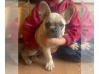 French Bulldog PUPPY FOR SALE ADN-844686 - French Bulldog Puppy