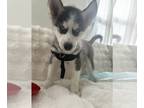 Siberian Husky PUPPY FOR SALE ADN-844683 - Serbian husky