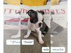 Boston Terrier PUPPY FOR SALE ADN-844672 - Boston Terrier Puppys