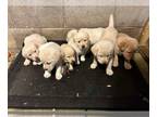 Labrador Retriever PUPPY FOR SALE ADN-844670 - female yellow lab puppies