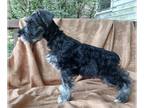 Schnauzer (Miniature) PUPPY FOR SALE ADN-844643 - Adorable Miniature Schnauzer
