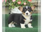 Pembroke Welsh Corgi PUPPY FOR SALE ADN-844631 - Male and Female Pembroke Corgi