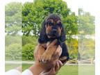 Bloodhound PUPPY FOR SALE ADN-844614 - Bloodhound Puppies available