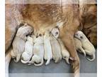 Golden Retriever PUPPY FOR SALE ADN-844603 - Christmas Goldens