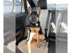 German Shepherd Dog PUPPY FOR SALE ADN-844516 - Atlas