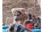 Catahoula Leopard Dog-German Shepherd Dog Mix PUPPY FOR SALE ADN-844434 -