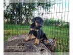 Catahoula Leopard Dog DOG FOR ADOPTION ADN-844640 - Bebe