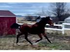 Bay Trakehner Colt
