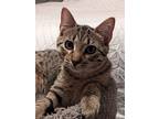 Stewby Doby Do, Bengal For Adoption In Boerne, Texas
