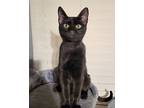 Lock, Domestic Shorthair For Adoption In Frisco, Texas