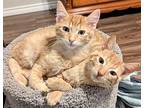 Skallywag, Domestic Shorthair For Adoption In Boerne, Texas