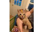 Ronstabout, Domestic Shorthair For Adoption In Boerne, Texas