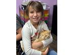 Malarkey, Domestic Shorthair For Adoption In Boerne, Texas