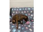Charli, Labrador Retriever For Adoption In Little Rock, Arkansas