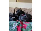 Daisy, American Pit Bull Terrier For Adoption In La Grange, Illinois
