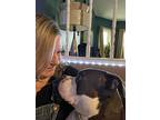 Tater, American Pit Bull Terrier For Adoption In La Grange, Illinois