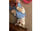 Pixie, Domestic Shorthair For Adoption In Bowling Green, Kentucky