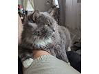 G2, Domestic Longhair For Adoption In Bowling Green, Kentucky