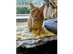 Tom Tom, Domestic Shorthair For Adoption In Bowling Green, Kentucky