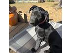Tyler, Labrador Retriever For Adoption In Prior Lake, Minnesota