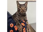 Hobbes, Domestic Shorthair For Adoption In Sioux City, Iowa