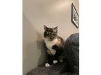 Kaylee, Domestic Shorthair For Adoption In Sicklerville, New Jersey