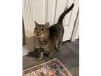 Carmen, Domestic Shorthair For Adoption In Sicklerville, New Jersey
