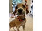 Charolette, Terrier (unknown Type, Small) For Adoption In San Antonio, Texas