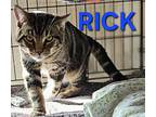 Rick, Tabby For Adoption In Harrodsburg, Kentucky