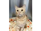 Agent Whiskers, Domestic Shorthair For Adoption In Ft. Lauderdale, Florida