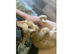 Cheesy Gordita Crunch, Domestic Shorthair For Adoption In Fort Lupton, Colorado