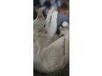 Coconut, Siamese For Adoption In St. Augustine, Florida