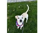 Solo, Dachshund For Adoption In Lynnwood, Washington