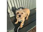 Spike, Terrier (unknown Type, Small) For Adoption In Lynnwood, Washington