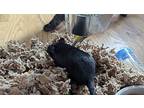 Raven, Gerbil For Adoption In Hinckley, Illinois
