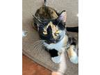 Ashley And Angel, Domestic Shorthair For Adoption In Beverly, Massachusetts