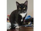 Lindsey, Domestic Shorthair For Adoption In Kalamazoo, Michigan