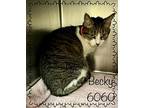 Becky See Also Darlene, Domestic Shorthair For Adoption In Holly Springs