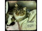 Grace, Domestic Mediumhair For Adoption In Holly Springs, Georgia
