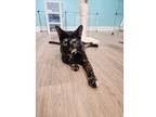 Miss Moonpie Love Bean, Domestic Shorthair For Adoption In Kalamazoo, Michigan