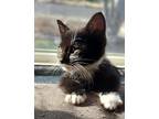 Ella, Domestic Shorthair For Adoption In Moses Lake, Washington