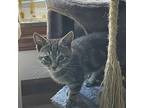 Buckaroo, Domestic Shorthair For Adoption In Candler, North Carolina