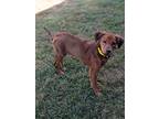 Pip, Labrador Retriever For Adoption In Summit, New Jersey