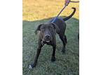 Elton John (ej), Labrador Retriever For Adoption In Summit, New Jersey