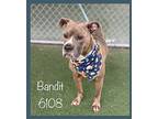 Bandit, American Pit Bull Terrier For Adoption In Holly Springs, Georgia