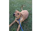 Grousse, Labrador Retriever For Adoption In Summit, New Jersey