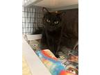 Betty, Domestic Mediumhair For Adoption In Grants Pass, Oregon