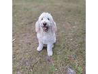 Doobie, Golden Retriever For Adoption In Spring Lake, North Carolina