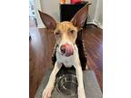 Ely, Terrier (unknown Type, Medium) For Adoption In Randolph, New Jersey